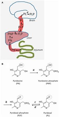 Intellectual Disability Associated With Pyridoxine-Responsive Epilepsies: The Need to Protect Cognitive Development